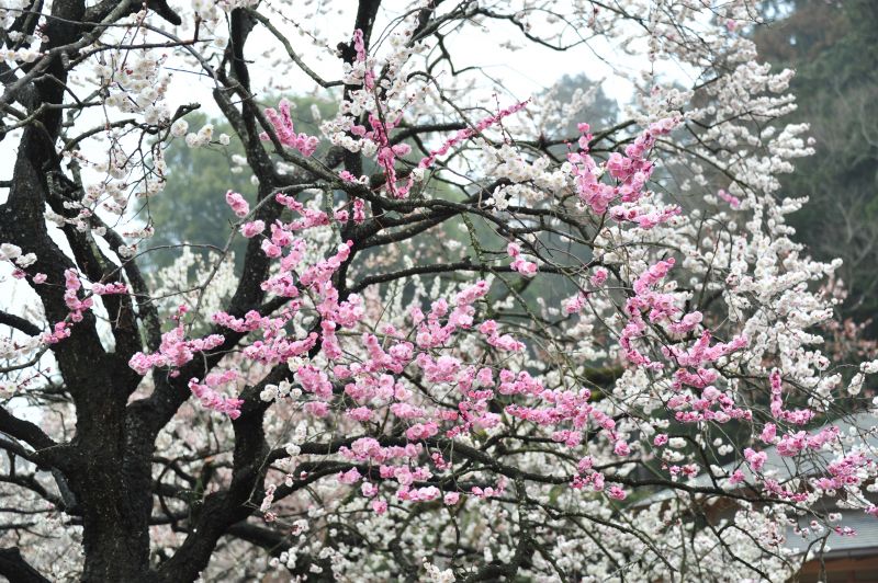 Vườn mơ Kairakuen